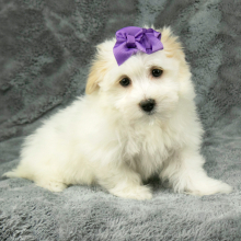 Havanese Puppy Daisy