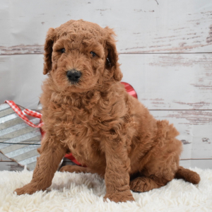 Labradoodle Puppy Arch
