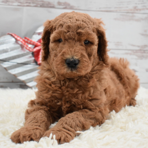 Labradoodle Puppy Arch