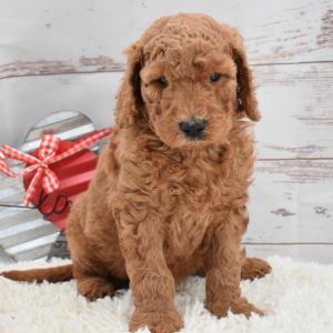 Labradoodle Puppy Arch