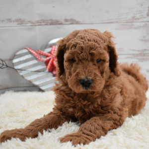 Labradoodle Puppy Arch