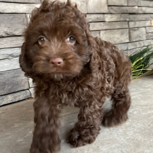 Cockapoo Puppy Jacki