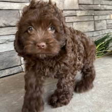Cockapoo Puppy Jacki