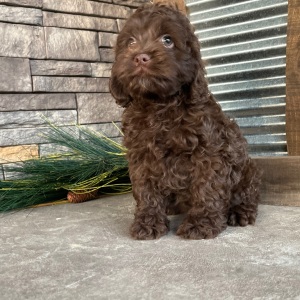 Cockapoo Puppy Jacki