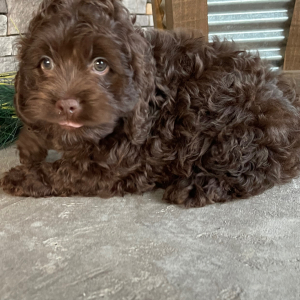 Cockapoo Puppy Jacki