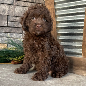 Cockapoo Puppy Jacki