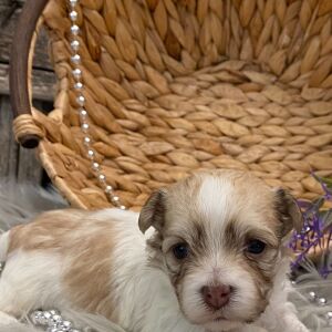 Havanese Puppy Ckloe