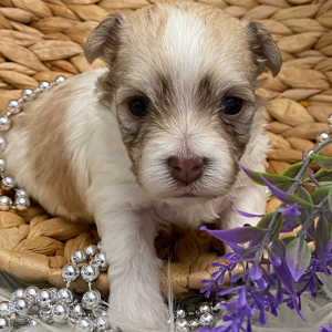 Havanese Puppy Ckloe