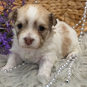 Havanese Puppy Ckloe