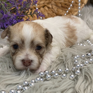 Havanese Puppy Ckloe