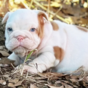 Bulldog Puppy Johnnie Walker