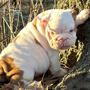 Bulldog Puppy Johnnie Walker