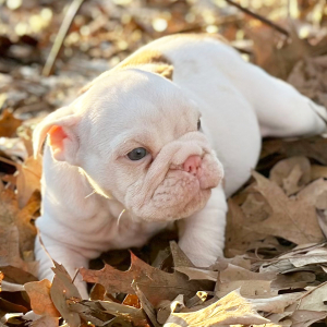 Bulldog Puppy Johnnie Walker