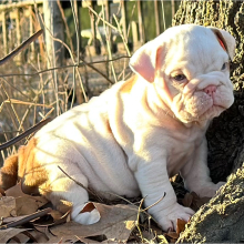 Bulldog Puppy Johnnie Walker
