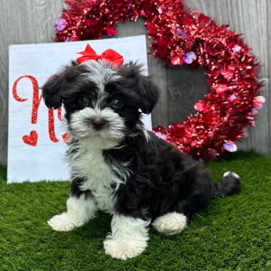 Havanese Puppy Carrie