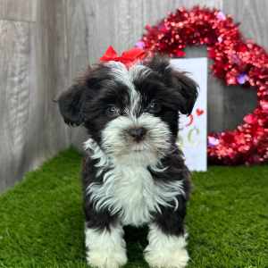 Havanese Puppy Carrie