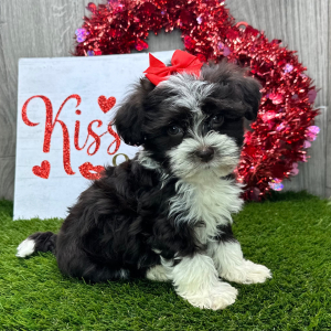 Havanese Puppy Carrie