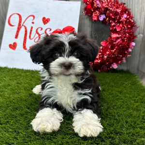 Havanese Puppy Carrie