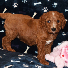 Poodle Puppy Edward
