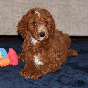 Poodle Puppy Edward