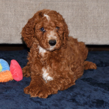 Poodle Puppy Edward