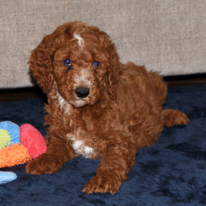 Poodle Puppy Edward