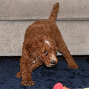 Poodle Puppy Edward