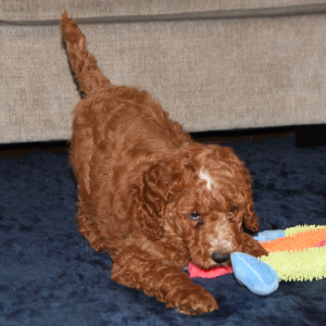 Poodle Puppy Edward