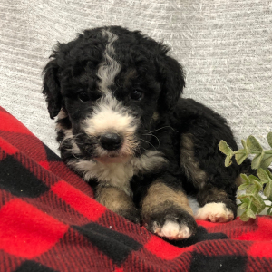 Bernedoodle Puppy Jingle