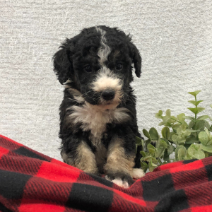 Bernedoodle Puppy Jingle