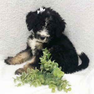 Bernedoodle Puppy Jingle