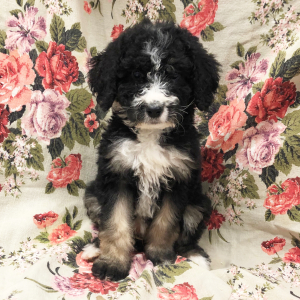 Bernedoodle Puppy Jingle