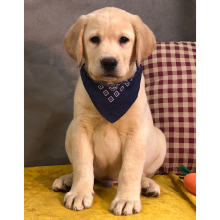 Labrador Retriever Puppy Leo