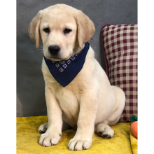 Labrador Retriever Puppy Leo