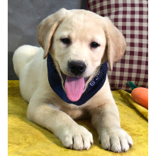 Labrador Retriever Puppy Leo