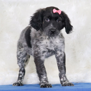 Portuguese Water Dog Puppy Oki