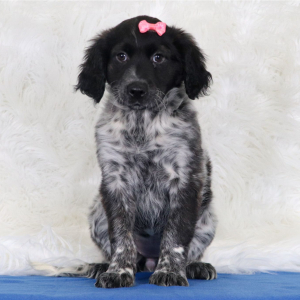 Portuguese Water Dog Puppy Oki