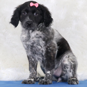 Portuguese Water Dog Puppy Oki