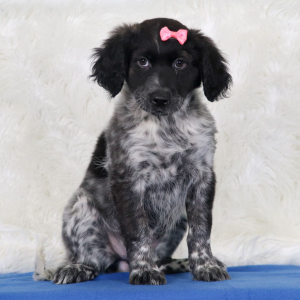 Portuguese Water Dog Puppy Oki