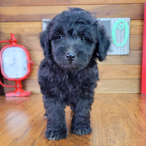 Schnoodle Puppy Fozzy