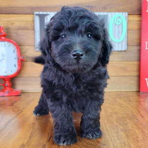 Schnoodle Puppy Fozzy