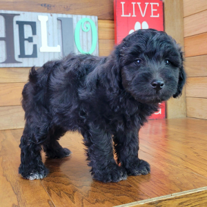 Schnoodle Puppy Fozzy
