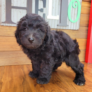Schnoodle Puppy Fozzy