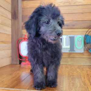 Schnoodle Puppy Fozzy