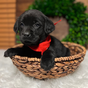 Labrador Retriever Puppy Bryson