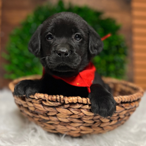 Labrador Retriever Puppy Bryson