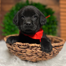 Labrador Retriever Puppy Bryson