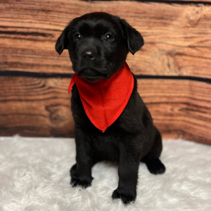 Labrador Retriever Puppy Bryson