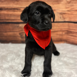 Labrador Retriever Puppy Bryson