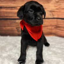 Labrador Retriever Puppy Bryson